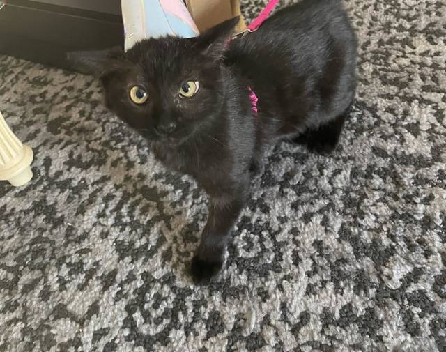 Party Pep