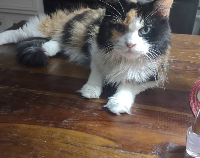 Macy Profile Image