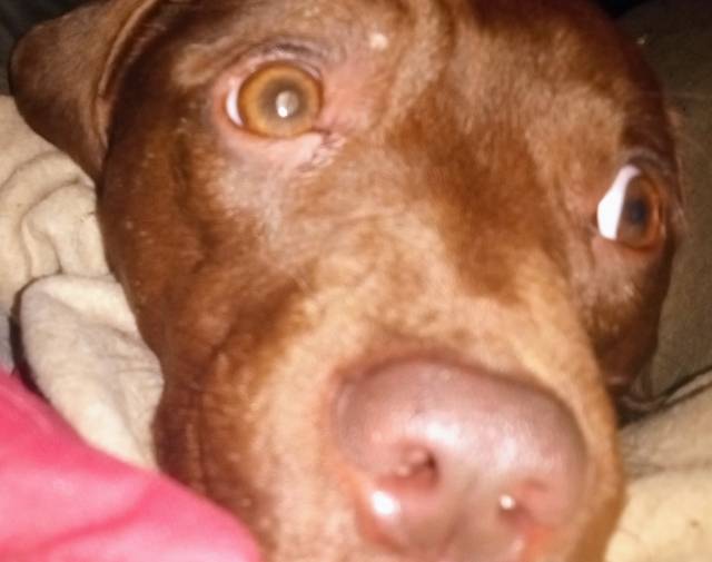 Hershey Brownie  Profile Image