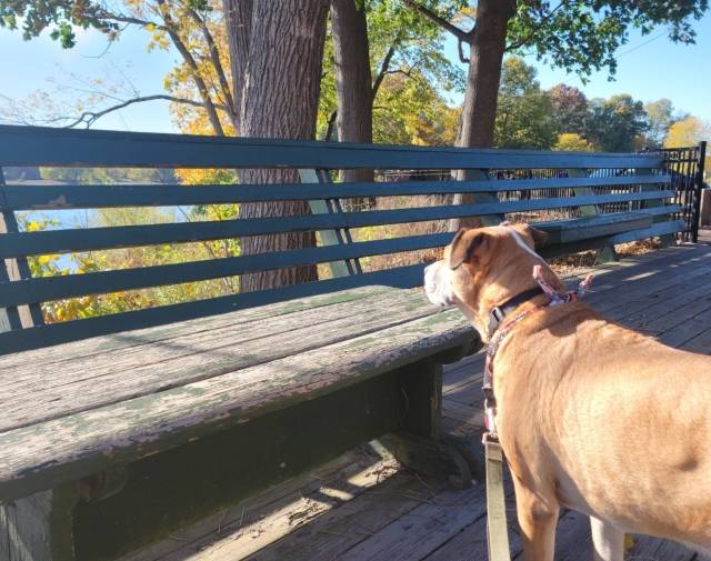 Rags Gallery Image 5