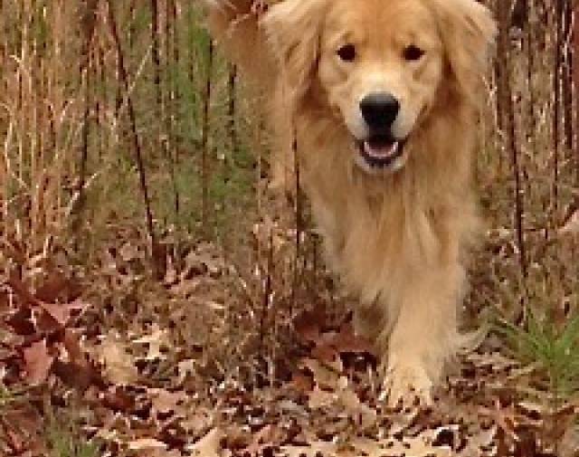 Loved to walk in the woods before the developers came Loved to walk in the woods before the developers came