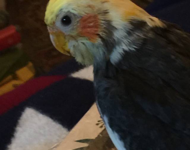 Sweetie Tiel  Profile Image