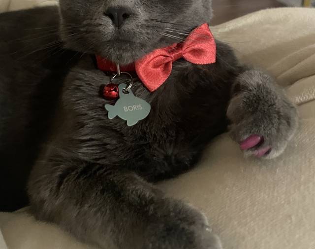 Boris  Profile Image