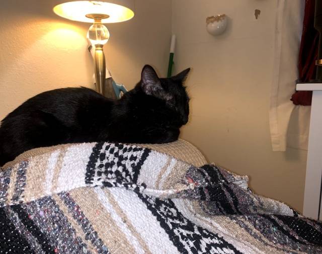 Peppy's signature nap
