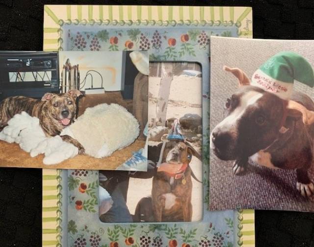 Lucy, Lola and Lee Lerner Profile Image