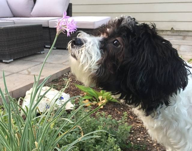 Millie Profile Image