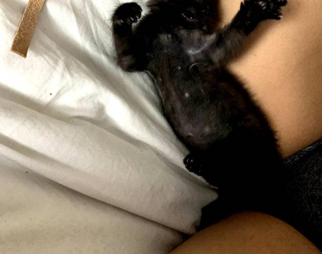 Baby Pep