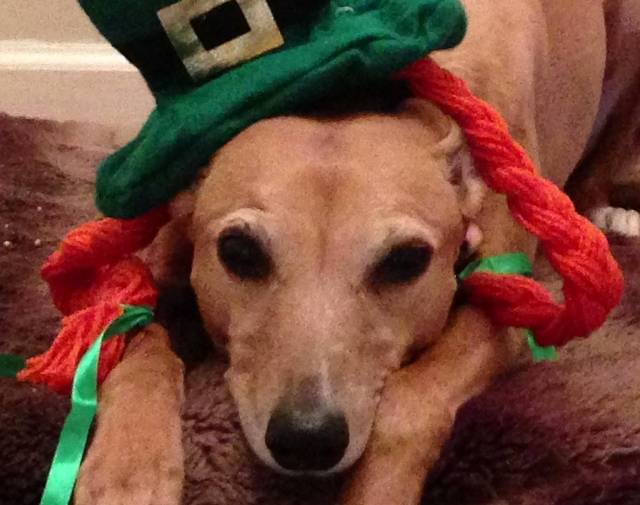 Irish Profile Image