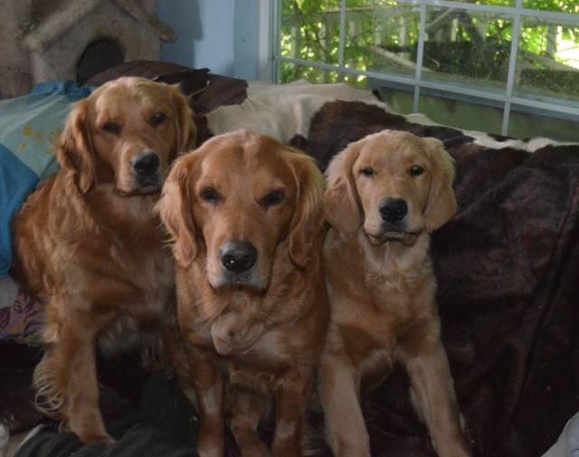 GingerSnap with Josey and baby Abby