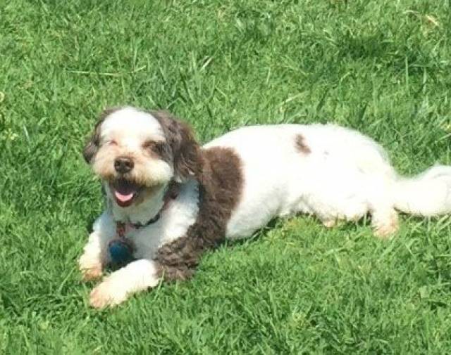 lucy