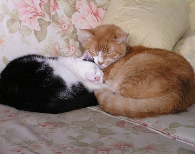 Zuma curled up wth Clawed, who taught him the house rules (such as the value of a good catnap) Zuma curled up wth Clawed, who taught him the house rules (such as the value of a good catnap)