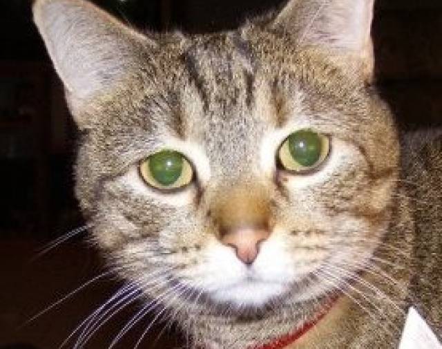 Pip Profile Image