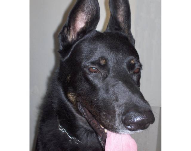 Rocky Profile Image