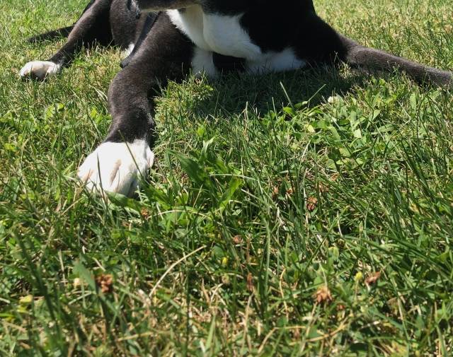 Sawyer