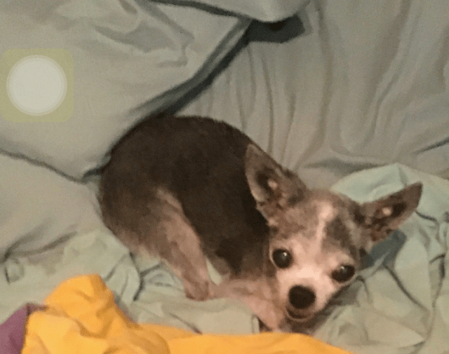 Allie (buggie) Profile Image