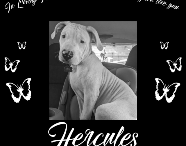 Hercules Profile Image