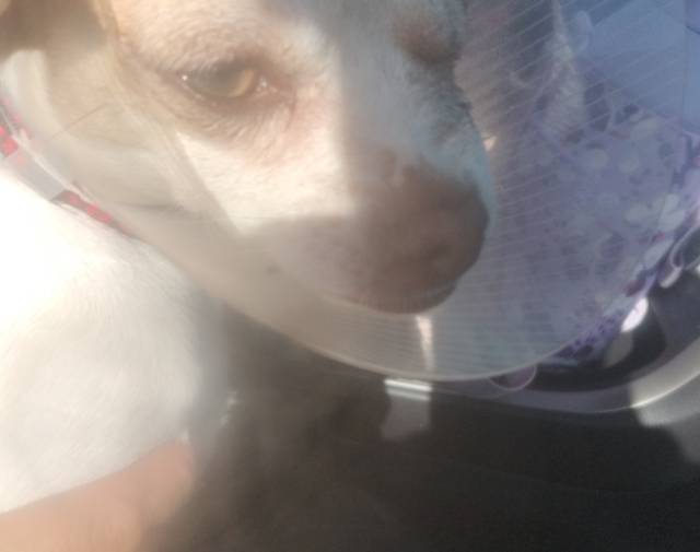 Lilly 1yr old chihuahua 