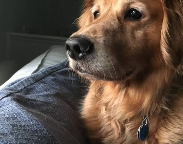 Sully Profile Image