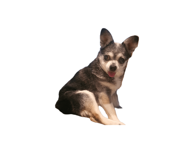 TinkerBelle Profile Image