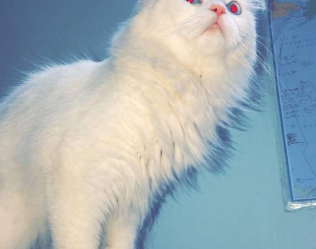 Sherlock Quraysh Profile Image