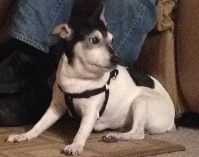 Ziggy Profile Image