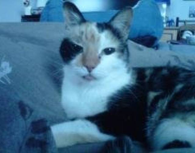 Tigger Profile Image