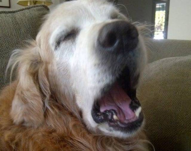 chewy