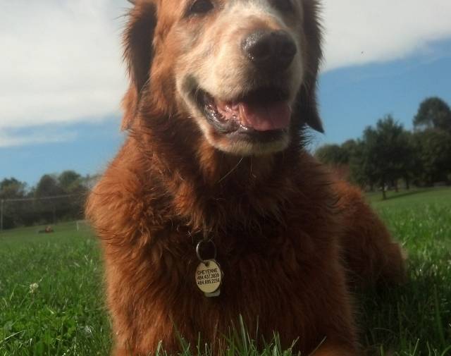 cheyenne