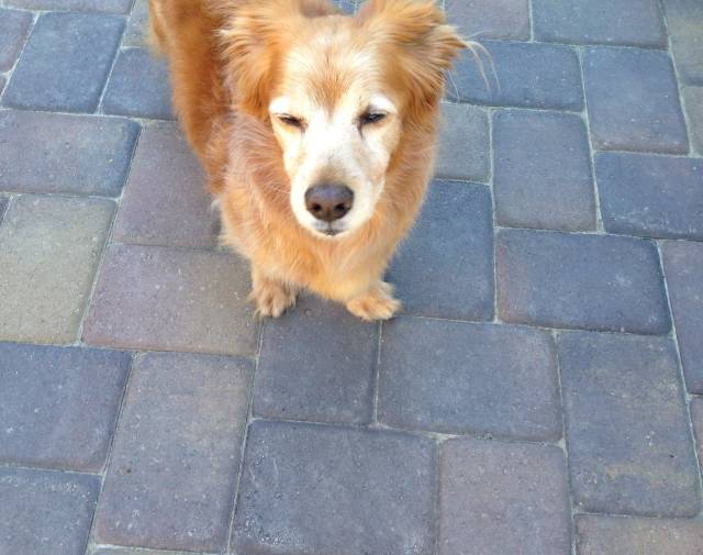Cooper