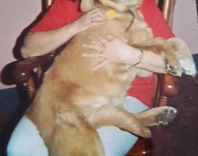 dixie