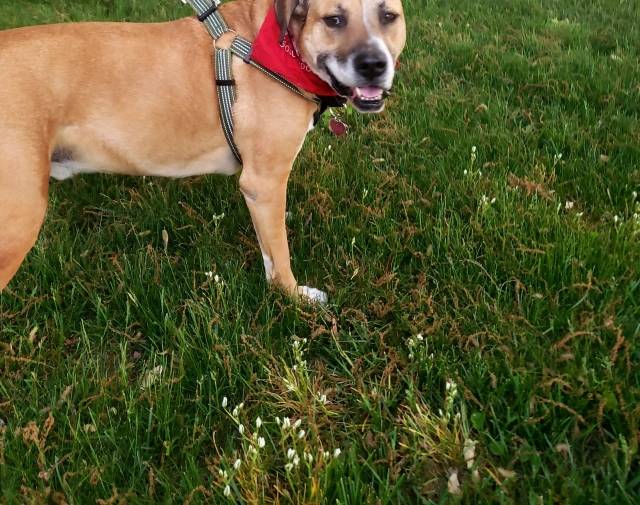 Rags Gallery Image 1