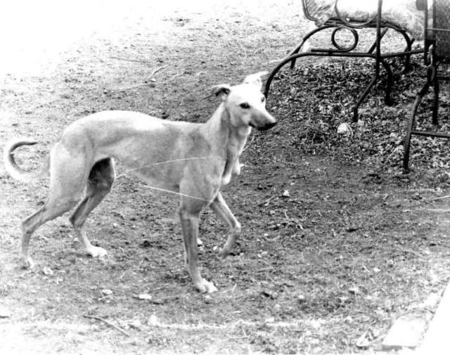 Irish Gallery Image 2 Irish Gallery Image 2