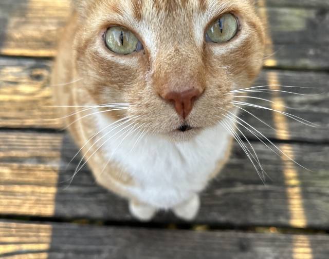 Morty