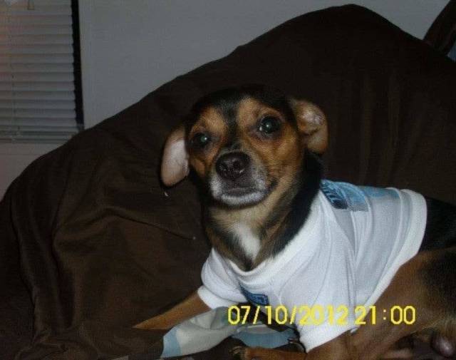 Harley Joe Golly Profile Image