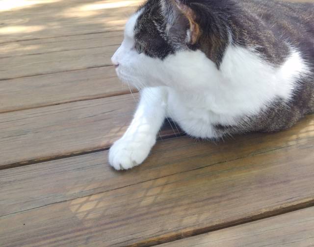 simon