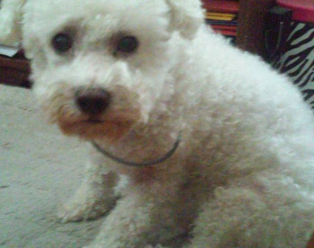 snowball